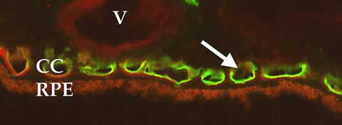 Distribution of vascular markers in the choroid. Red labeling corresponds to endogenous alkaline phosphatase activity of choroidal endothelial cells. Green labeling corresponds to expression of carbonic anhydrase IV by choriocapillary endothelial cells. RPE, retinal pigment epithelium; CC, choriocapillaris.
