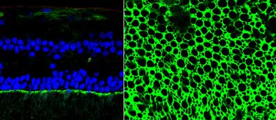 Two views of ICAM-1, see caption for long description