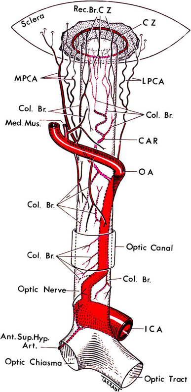 Diagrammatic representation of blood supply of the various parts of the optic nerve, and location of the Circle of Haller and Zinn (CZ), as seen from above