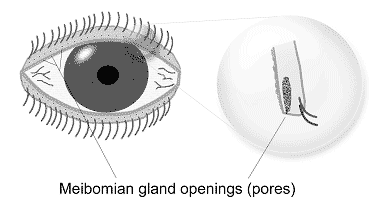 Meibomian Glands (drawing)