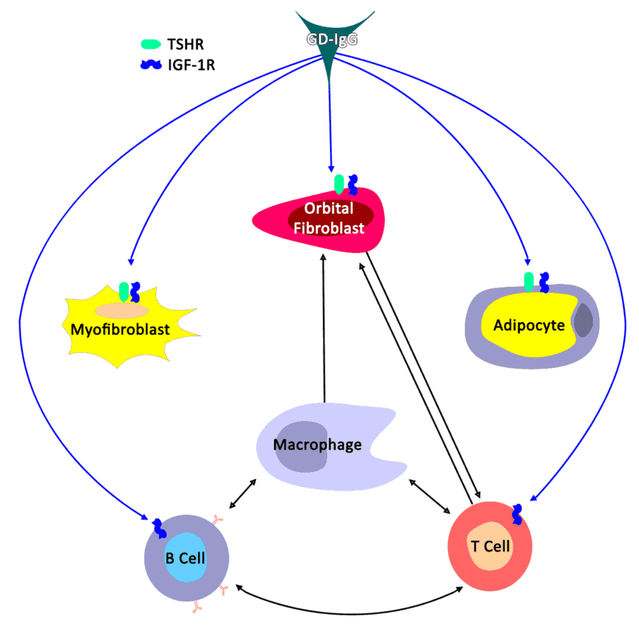 Thyroid Eye Disease