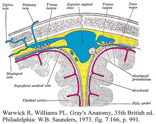 Figure 2. Meninges and Superficial Cerebral Veins.