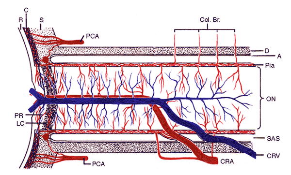 Schematic representation of blood supply of the optic nerve