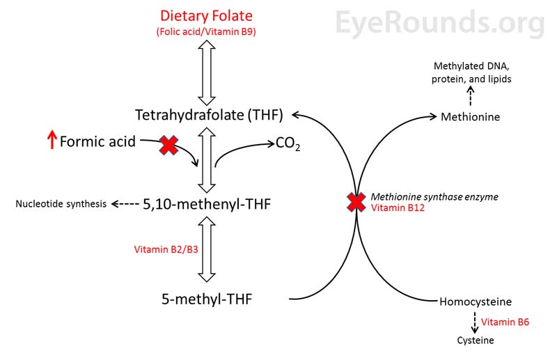 Biochemical interaction between Folate (vitamin B9), vitamin B12 (cobalamin), and formic acid. A dietary deficiency of folate or B12 (red X's) will lead to the accumulation of formic acid and cause toxicity.