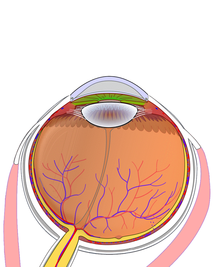This graphic depicts the entire process of eye removal surgery, from tissue removal to prosthesis use.