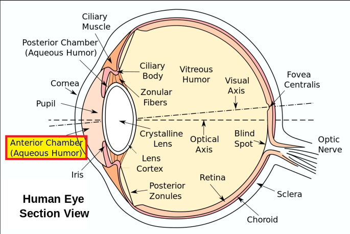 Structure and Function of the Eyes - Eye Disorders - Merck Manuals