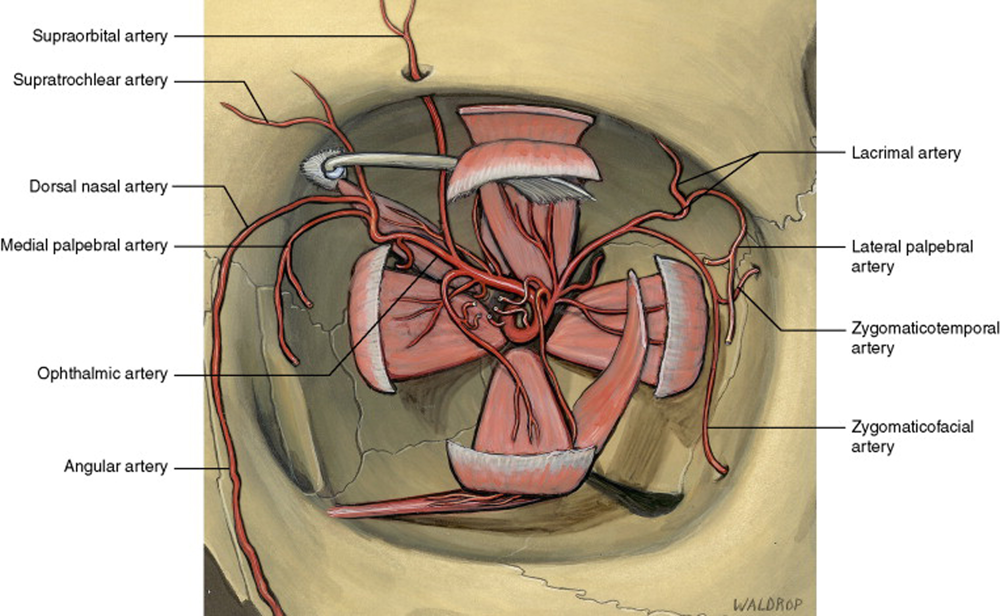Orbital arteries with extraocular muscles 