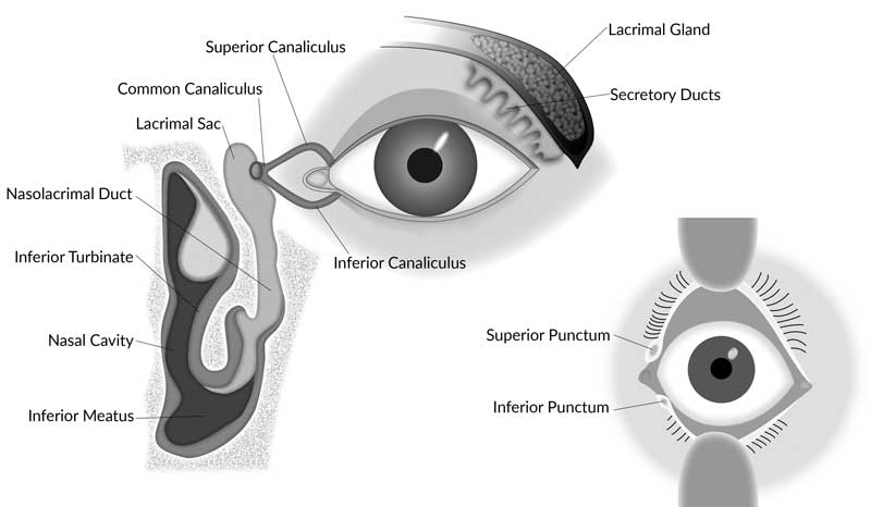The nasolacrimal drainage system. Vaughan & Asbury's General Ophthalmology, 18ed.  Chapter 1. Anatomy & Embryology of the Eye - Modified figure used with permission