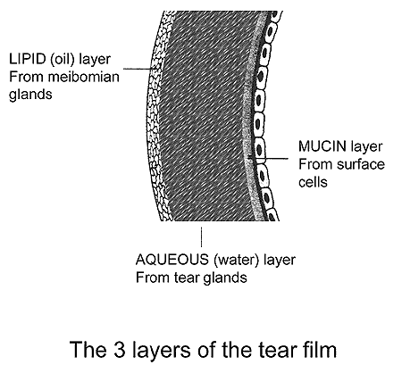 The 3 layers of the tear film: lipid, aqueous, mucin