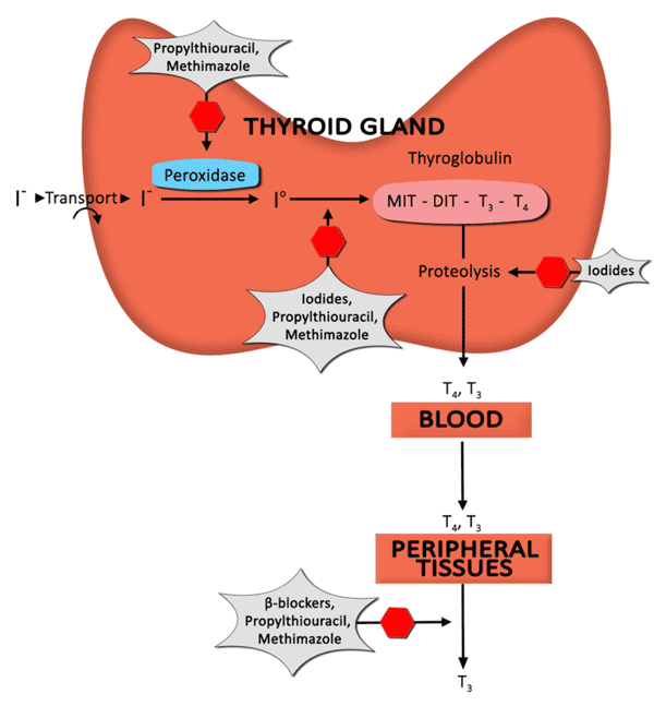 This diagram depicts the formation of thyroid hormone, as well as the mechanism of action of anti-thyroid drugs to decrease levels of circulating thyroid hormone.